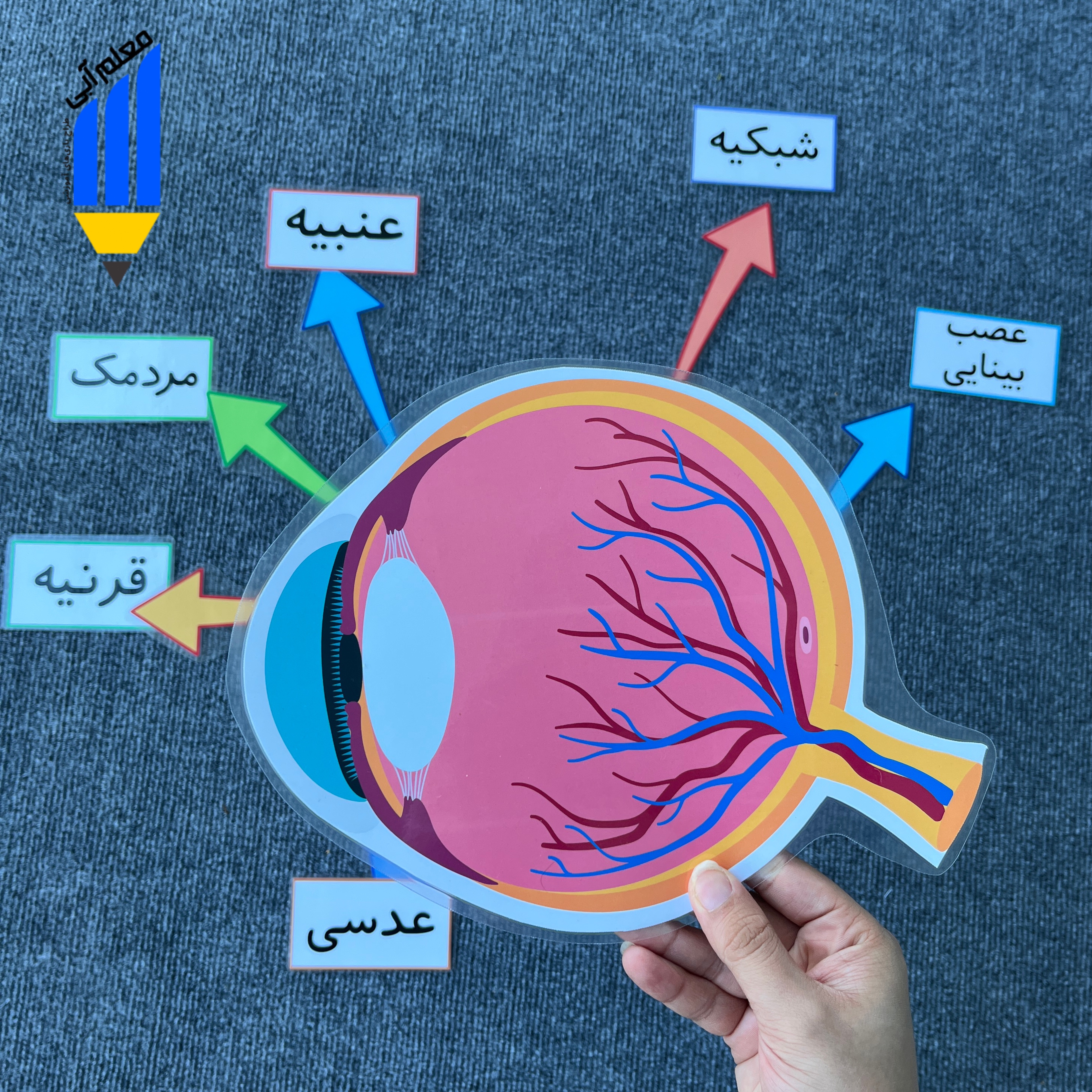 ساختار چشم